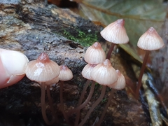 Mycena parsonsii