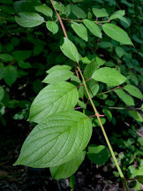 Cornus sericea occidentalis