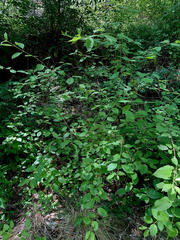 Cornus sericea occidentalis