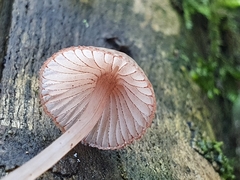 Mycena parsonsii