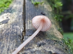 Mycena parsonsii