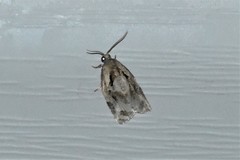 Archips grisea