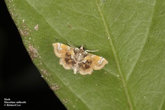 Musotima suffusalis