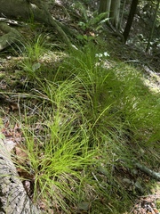 Trichophorum planifolium