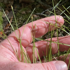 Trichophorum planifolium