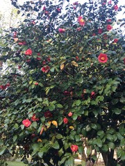 Camellia japonica