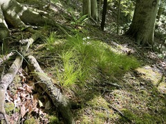 Trichophorum planifolium