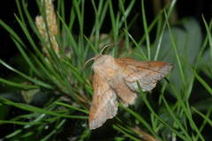 Phyllodesma japonica