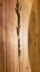 Melica aristata