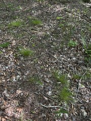 Trichophorum planifolium