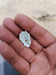 Fissurella microtrema