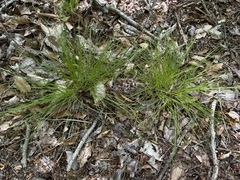 Trichophorum planifolium