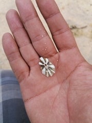 Fissurella microtrema