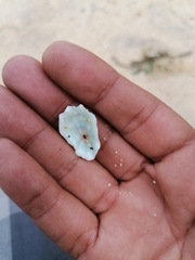 Fissurella microtrema