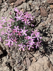 Phlox stansburyi