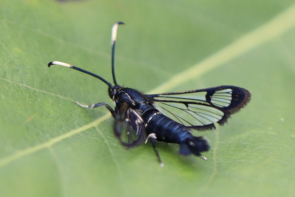 Western Willow Borer