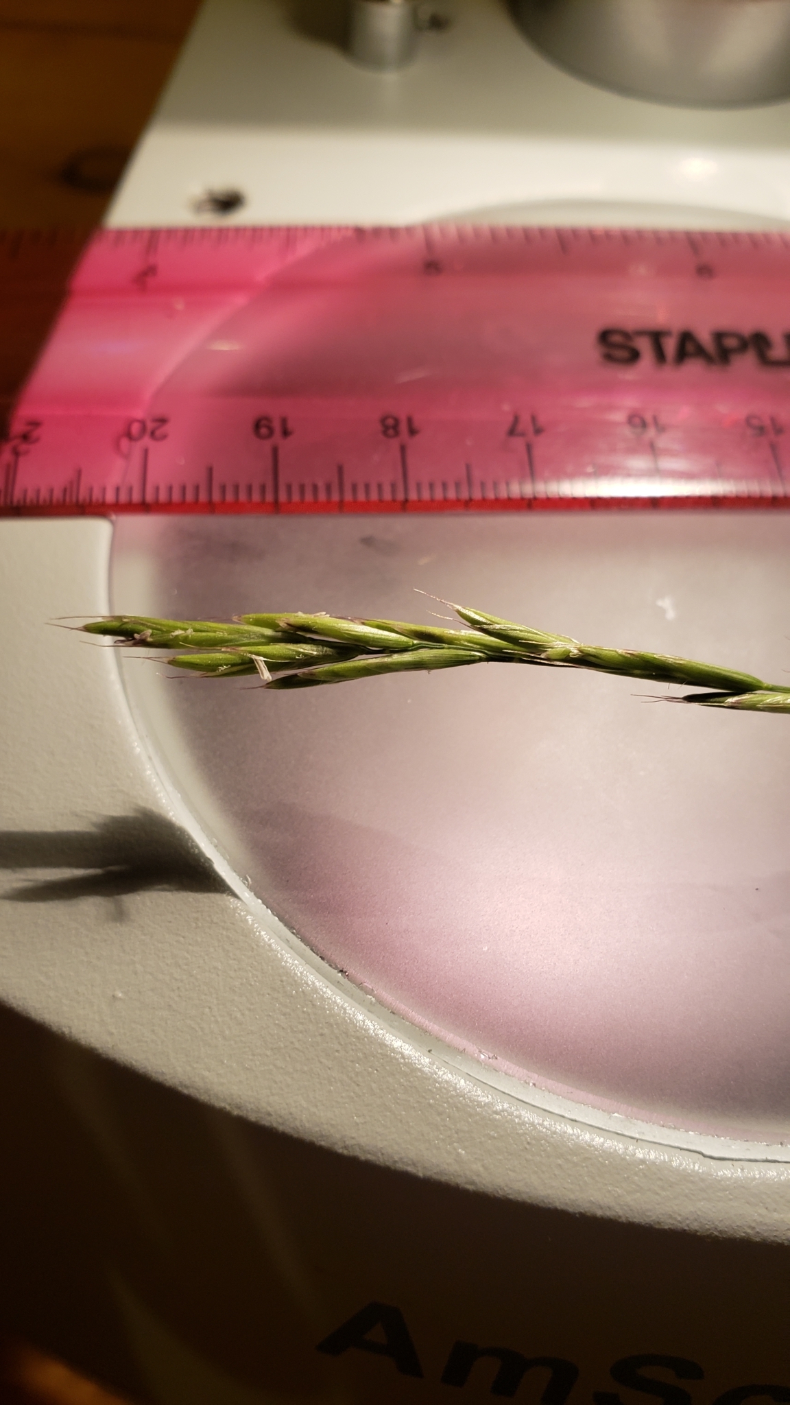 Melica aristata