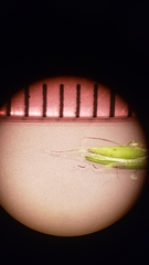 Melica aristata