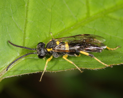 Macrophya bifasciata