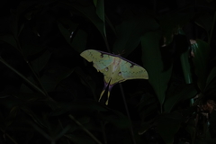 Actias sinensis