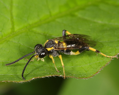 Macrophya bifasciata