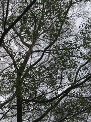 Hippomane mancinella