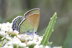 Callophrys mcfarlandi