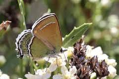 Callophrys mcfarlandi