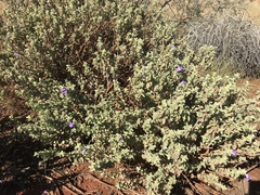 Eremophila warnesii