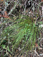 Carex multicaulis