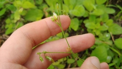 Cerastium nutans