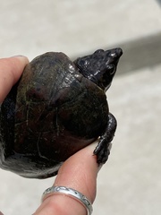 Sternotherus