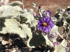 Solanum lasiophyllum