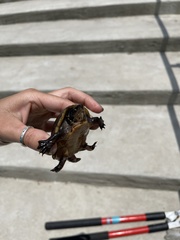 Sternotherus