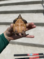 Sternotherus