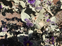 Solanum lasiophyllum