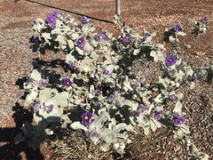 Solanum lasiophyllum