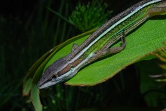 Takydromus viridipunctatus