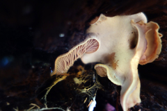 Lentinellus flabelliformis