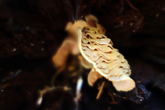 Lentinellus flabelliformis