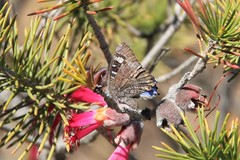 Ogyris amaryllis