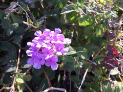 Lantana