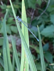 Enallagma exsulans