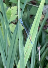 Enallagma exsulans