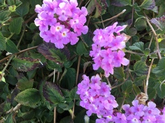 Lantana