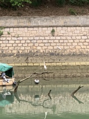 Egretta garzetta