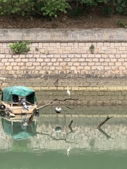 Egretta garzetta