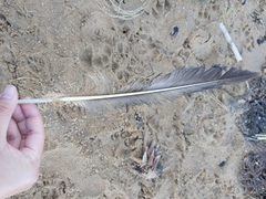 Morus serrator