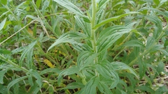 Lithospermum parviflorum