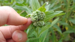 Lithospermum parviflorum